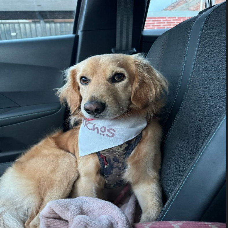 ceo